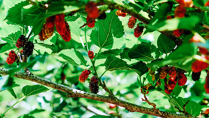 포토 JPG 해외이미지 열매 백그라운드 잎 사람없음 야외 정원 성장 나뭇가지 신선 달콤 베리 해외202105 해외포토 나무 식물 과일 맛 파일형식