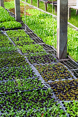 포토 JPG 해외이미지 화분 잎 채소 실내 풍경 사람없음 농장 정원 성장 신선 원예 채소밭 모종 온실 해외202105 해외포토 식물 밭 농업 취미 내부 파일형식