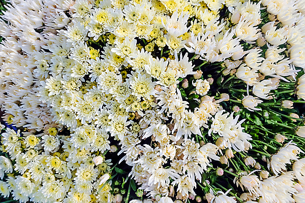 포토 JPG 해외이미지 꽃잎 꽃 백그라운드 잎 밭 국화 사람없음 야외 농장 정원 성장 신선 원예 밭일 온실 해외202105 해외포토 식물 농업 취미 파일형식