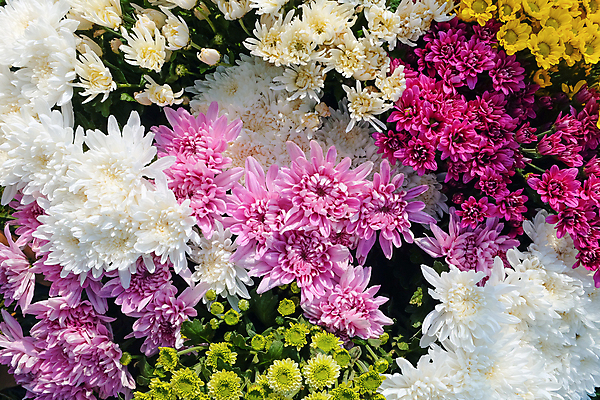 포토 JPG 해외이미지 꽃잎 꽃 백그라운드 잎 밭 국화 사람없음 야외 농장 정원 성장 신선 원예 밭일 온실 해외202105 해외포토 식물 농업 취미 파일형식