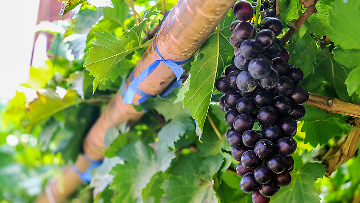 포토 JPG 해외이미지 열매 꽃다발 백그라운드 잎 포도 사람없음 농장 와인 정원 성장 나뭇가지 신선 달콤 포도밭 포도나무 양조장 해외202105 해외포토 나무 식물 꽃 밭 농업 과일 주류 맛 과일나무 파일형식