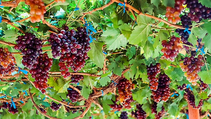 포토 JPG 해외이미지 열매 꽃다발 백그라운드 잎 포도 사람없음 와인 정원 성장 나뭇가지 신선 달콤 포도밭 양조장 해외202105 해외포토 나무 식물 꽃 밭 과일 주류 맛 파일형식