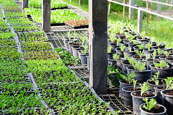 포토 JPG 해외이미지 화분 잎 채소 실내 풍경 사람없음 농장 정원 성장 신선 원예 채소밭 모종 온실 해외202105 해외포토 식물 밭 농업 취미 내부 파일형식