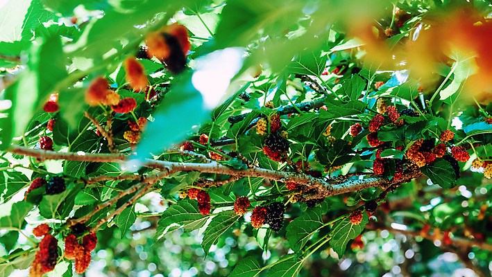 포토 JPG 해외이미지 열매 백그라운드 잎 사람없음 야외 정원 성장 나뭇가지 신선 달콤 베리 해외202105 해외포토 나무 식물 과일 맛 파일형식