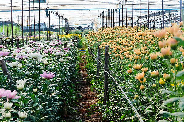 포토 JPG 해외이미지 꽃잎 꽃 백그라운드 잎 밭 국화 사람없음 야외 농장 정원 성장 신선 원예 밭일 온실 해외202105 해외포토 식물 농업 취미 파일형식