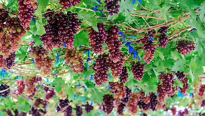 포토 JPG 해외이미지 열매 꽃다발 백그라운드 잎 포도 사람없음 와인 정원 성장 나뭇가지 신선 달콤 포도밭 양조장 해외202105 해외포토 나무 식물 꽃 밭 과일 주류 맛 파일형식