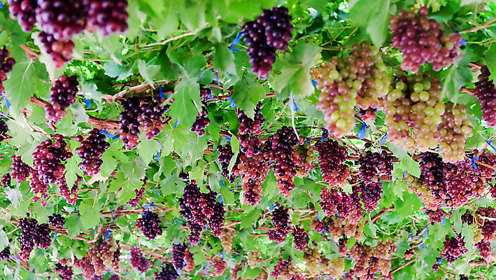 포토 JPG 해외이미지 열매 백그라운드 잎 포도 사람없음 와인 정원 성장 나뭇가지 신선 달콤 포도밭 양조장 해외202105 해외포토 나무 식물 밭 과일 주류 맛 파일형식