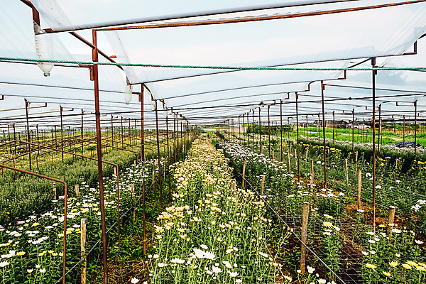 포토 JPG 해외이미지 꽃잎 꽃 백그라운드 잎 밭 국화 사람없음 야외 농장 정원 성장 신선 원예 밭일 온실 해외202105 해외포토 식물 농업 취미 파일형식