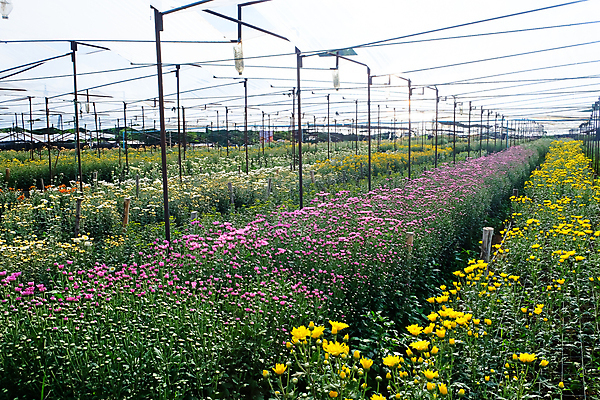 포토 JPG 해외이미지 꽃잎 꽃 백그라운드 잎 밭 국화 사람없음 야외 농장 정원 성장 신선 원예 밭일 온실 해외202105 해외포토 식물 농업 취미 파일형식