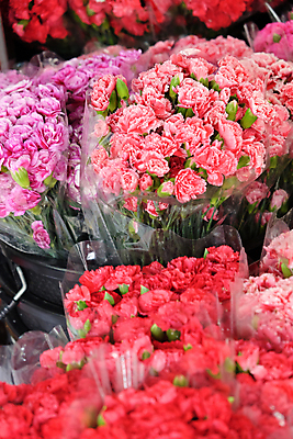 포토 JPG 해외이미지 꽃잎 꽃 분홍색 꽃다발 백그라운드 잎 사람없음 정원 신선 꽃집 원예 해외202105 해외포토 식물 컬러 취미 상점 파일형식