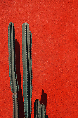 포토 JPG 해외이미지 백그라운드 선인장 사람없음 신선 정물화 해외202105 해외포토 식물 그림 파일형식