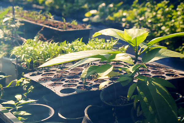 포토 JPG 해외이미지 무료이미지 꽃 잎 채소 실내 사람없음 농장 정원 성장 신선 원예 온실 해외202105 해외포토 식물 농업 취미 내부 파일형식 무료콘텐츠