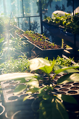 포토 JPG 해외이미지 꽃 잎 채소 실내 사람없음 농장 정원 성장 신선 원예 온실 해외202105 해외포토 식물 농업 취미 내부 파일형식