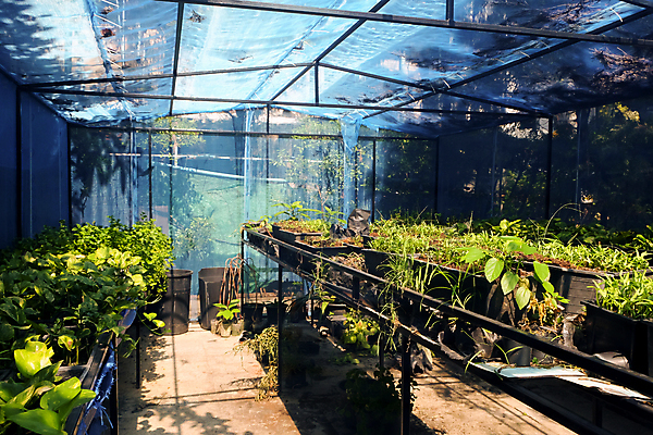 포토 JPG 해외이미지 꽃 잎 채소 실내 사람없음 농장 정원 성장 신선 원예 온실 해외202105 해외포토 식물 농업 취미 내부 파일형식