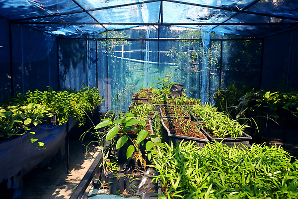 포토 JPG 해외이미지 꽃 잎 채소 실내 사람없음 농장 정원 성장 신선 원예 온실 해외202105 해외포토 식물 농업 취미 내부 파일형식