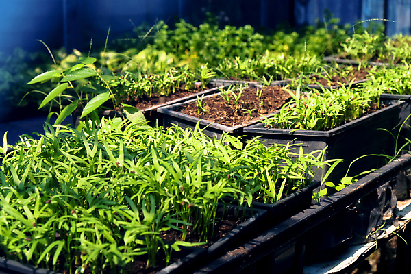 포토 JPG 해외이미지 무료이미지 꽃 잎 채소 실내 사람없음 농장 정원 성장 신선 원예 온실 해외202105 해외포토 식물 농업 취미 내부 파일형식