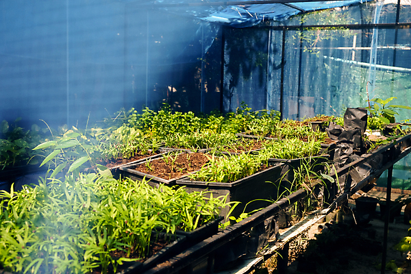 포토 JPG 해외이미지 무료이미지 꽃 잎 채소 실내 사람없음 농장 정원 성장 신선 원예 온실 해외202105 해외포토 식물 농업 취미 내부 파일형식