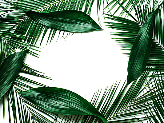 포토 JPG 해외이미지 프레임 실내 사람없음 흰배경 야자수잎 열대잎 카피스페이스 해외202105 해외포토 백그라운드 잎 내부 공백 흰색 파일형식