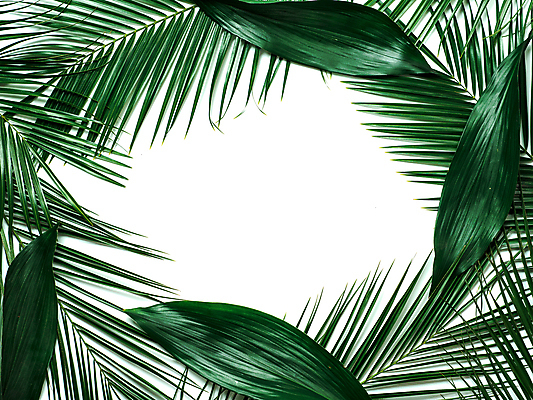 포토 JPG 해외이미지 프레임 실내 사람없음 흰배경 야자수잎 열대잎 카피스페이스 해외202105 해외포토 백그라운드 잎 내부 공백 흰색 파일형식