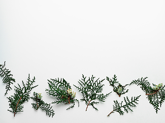 포토 JPG 해외이미지 잎 실내 사람없음 흰배경 전나무 카피스페이스 해외202105 해외포토 나무 식물 백그라운드 내부 공백 흰색 파일형식