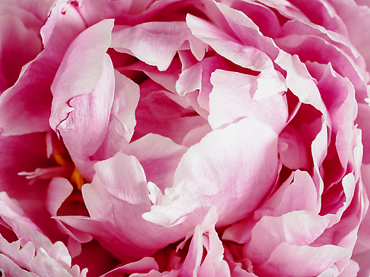 포토 JPG 해외이미지 무료이미지 기념일 꽃잎 꽃 분홍색 꽃다발 사람없음 장식 머리 낭만 축하 신선 카네이션 작약 해외202105 해외포토 식물 컬러 컨셉 이벤트 신체부위 파일형식 무료콘텐츠