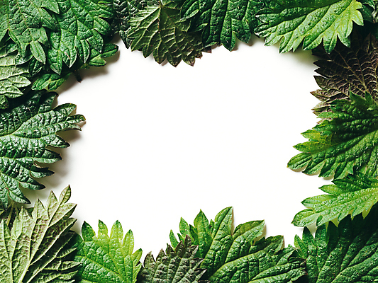 포토 JPG 해외이미지 프레임 실내 사람없음 흰배경 쐐기풀 카피스페이스 해외202105 해외포토 백그라운드 내부 공백 흰색 파일형식