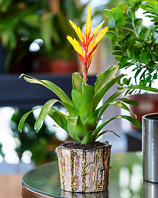 포토 JPG 해외이미지 화분 탁자 실내 사람없음 목재 아웃포커스 열대식물 원예 원예식물 열대꽃 해외202105 해외포토 나무 식물 꽃 가구 재료 촬영기법 취미 내부 파일형식