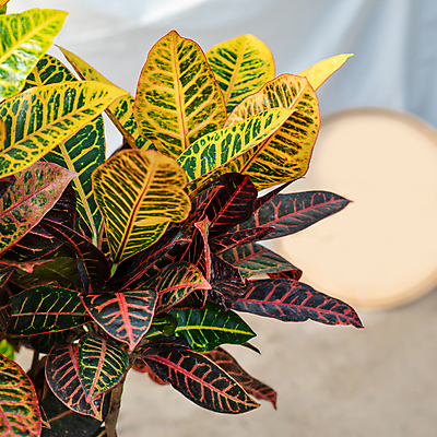 포토 JPG 해외이미지 화분 잎 실내 사람없음 아웃포커스 원예 원예식물 해외202105 해외포토 식물 촬영기법 취미 내부 파일형식