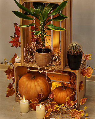 포토 JPG 해외이미지 얼굴 오렌지 텍스트 호박 선인장 사탕 사람없음 과자 주방 칠판 놀람 할로윈 등불 축하 야간 나무상자 무서움 공포 목각 잭오랜턴 호러 오싹 해외202105 해외포토 자연요소 식물 감정 컨셉 채소 과일 디저트 조명 표정 신체부위 상자 파일형식