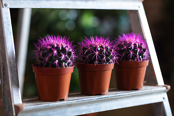 포토 JPG 해외이미지 꽃 벽 잎 창문 태국 선인장 사람없음 야외 성장 바늘 척추 날카로움 점토 스파이크 해외202105 해외포토 식물 아시아 뼈 도구 파일형식