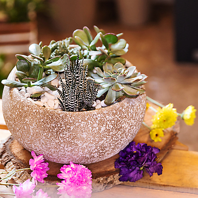 포토 JPG 해외이미지 의자 유리 탁자 선인장 사람없음 야외 식당 꽃병 흙 항아리 도자기 해외202105 해외포토 식물 꽃 가구 재질 상점 파일형식