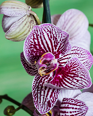 포토 JPG 해외이미지 실내 근접촬영 사람없음 원예 원예식물 난초꽃 초록배경 해외202105 해외포토 식물 꽃 뷰포인트 백그라운드 취미 내부 초록색 난초 파일형식