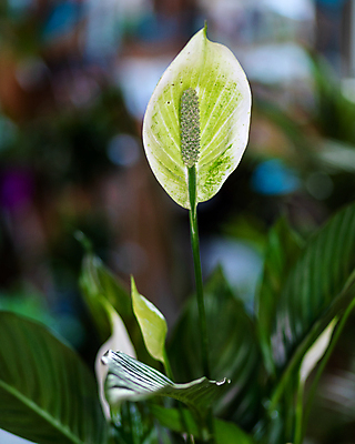 포토 JPG 해외이미지 잎 실내 근접촬영 사람없음 아웃포커스 원예 원예식물 스파트필름 해외202105 해외포토 식물 꽃 뷰포인트 촬영기법 취미 내부 파일형식