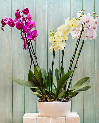 포토 JPG 해외이미지 화분 잎 실내 사람없음 원예 원예식물 나무탁자 난초꽃 나무배경 해외202105 해외포토 식물 꽃 백그라운드 탁자 취미 내부 난초 파일형식