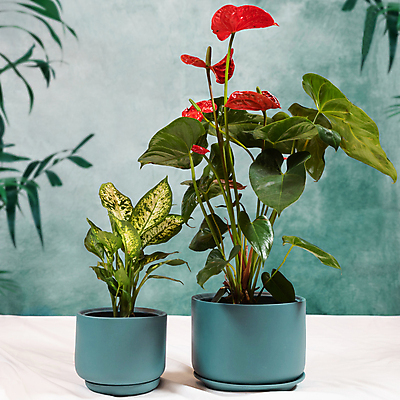 포토 JPG 해외이미지 화분 잎 탁자 실내 사람없음 열대식물 원예 원예식물 안스리움 해외202105 해외포토 식물 꽃 가구 취미 내부 파일형식