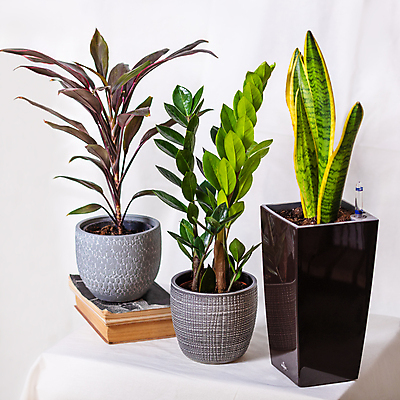 포토 JPG 해외이미지 화분 잎 실내 종류 사람없음 책 쌓기 원예 원예식물 금전수 산세베리아 해외202105 해외포토 식물 모션 취미 내부 파일형식