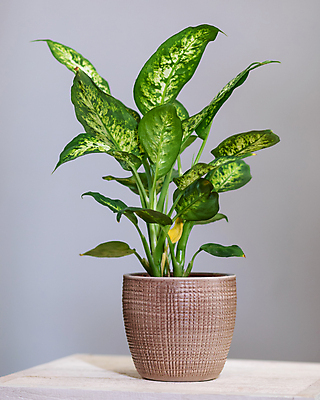 포토 JPG 해외이미지 화분 잎 실내 사람없음 열대식물 원예 원예식물 나무탁자 해외202105 해외포토 식물 탁자 취미 내부 파일형식