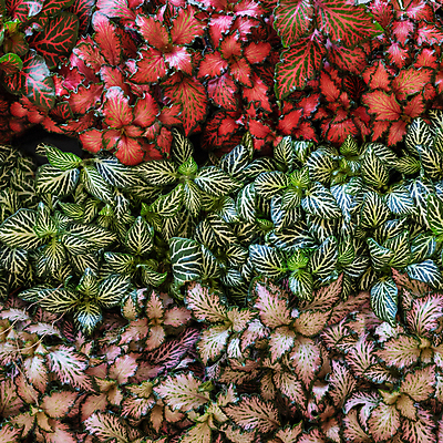 포토 JPG 해외이미지 접시 꽃잎 꽃 선 열쇠 사람없음 머리 스파 낭만 나뭇가지 화려 순수 향기 해외202105 해외포토 나무 식물 식기 컨셉 신체부위 냄새 파일형식