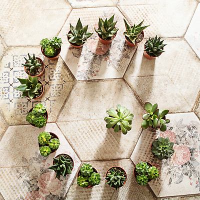 포토 JPG 해외이미지 알파벳 화분 바닥 실내 종류 그림자 사람없음 여러개 G 원예 일렬 원예식물 다육식물 해외202105 해외포토 식물 영어 다수 취미 내부 파일형식