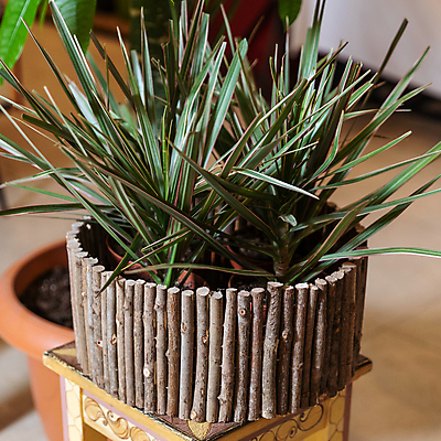 포토 JPG 해외이미지 화분 탁자 실내 사람없음 목재 원예 원예식물 나무막대 드라세나 해외202105 해외포토 나무 식물 가구 재료 취미 내부 막대 파일형식