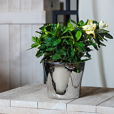 포토 JPG 해외이미지 화분 잎 실내 사람없음 반사 원예 원예식물 나무탁자 치자꽃 치자나무 해외202105 해외포토 나무 식물 꽃 탁자 취미 내부 파일형식