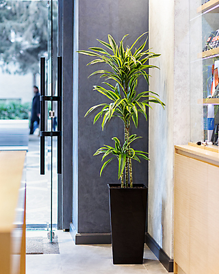 포토 JPG 해외이미지 화분 실내 사람없음 오픈 원예 원예식물 드라세나 유리문 해외202105 해외포토 식물 취미 내부 문 파일형식