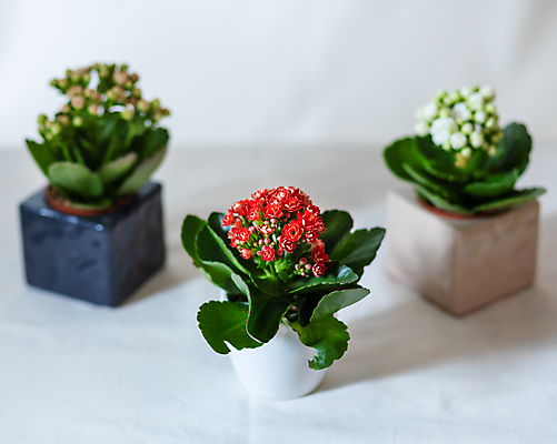 포토 JPG 해외이미지 화분 잎 실내 종류 사람없음 세개 흰배경 원예 원예식물 란타나 해외202105 해외포토 식물 꽃 백그라운드 3 취미 내부 흰색 파일형식