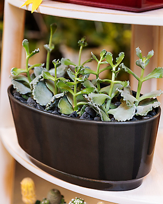 포토 JPG 해외이미지 화분 실내 사람없음 아웃포커스 조약돌 원예 원예식물 다육식물 테라리움 해외202105 해외포토 식물 촬영기법 취미 내부 돌_바위 파일형식