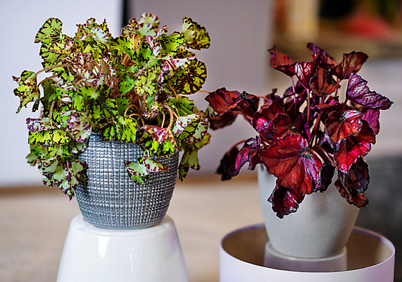 포토 JPG 해외이미지 화분 화초 잎 실내 사람없음 아웃포커스 두개 원예 원예식물 관엽식물 베고니아 해외202105 해외포토 식물 꽃 2 촬영기법 취미 내부 파일형식