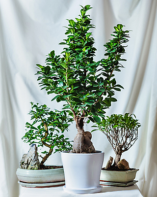 포토 JPG 해외이미지 화분 실내 종류 사람없음 돌_바위 세개 천 흰배경 원예 원예식물 분재 해외202105 해외포토 나무 식물 백그라운드 3 취미 내부 흰색 직물 파일형식