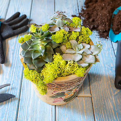 포토 JPG 해외이미지 화분 장갑 실내 이끼 사람없음 흙 원예 원예식물 다육식물 나무배경 해외202105 해외포토 식물 잡화 백그라운드 취미 내부 파일형식