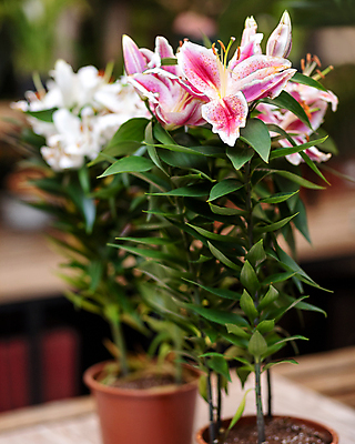 포토 JPG 해외이미지 화분 잎 실내 사람없음 아웃포커스 원예 원예식물 해외202105 해외포토 식물 촬영기법 취미 내부 파일형식