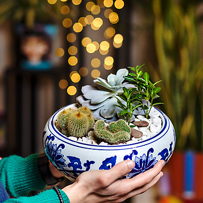 포토 JPG 해외이미지 식물 의자 탁자 선인장 사람없음 컵 식당 정원 꽃병 머그컵 해외202105 해외포토 식기 꽃 가구 상점 파일형식