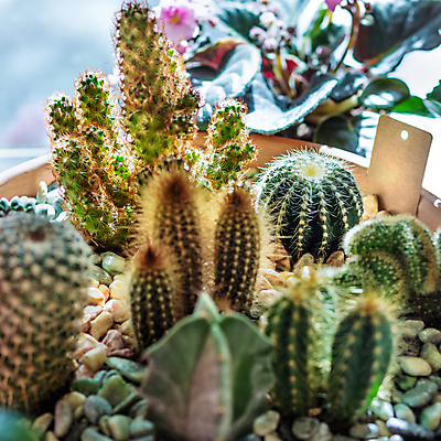 포토 JPG 해외이미지 식물 의자 탁자 선인장 사람없음 식당 정원 꽃병 해외202105 해외포토 꽃 가구 상점 파일형식